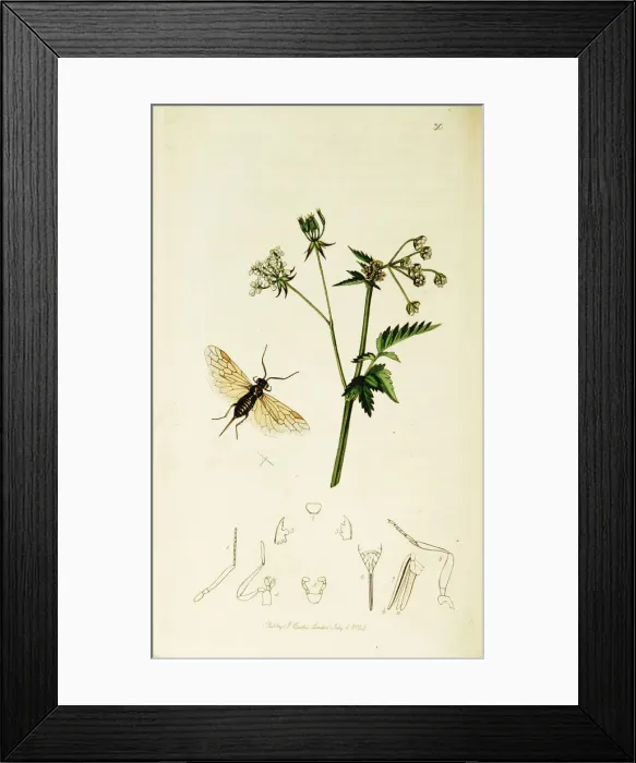 Framed Print : Curtis British Entomology Plate 30 Framed Print : Curtis British Entomology Plate 30