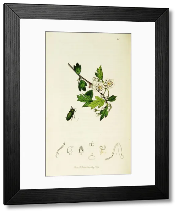 Framed Print : Curtis British Entomology Plate 31 Framed Print : Curtis British Entomology Plate 31