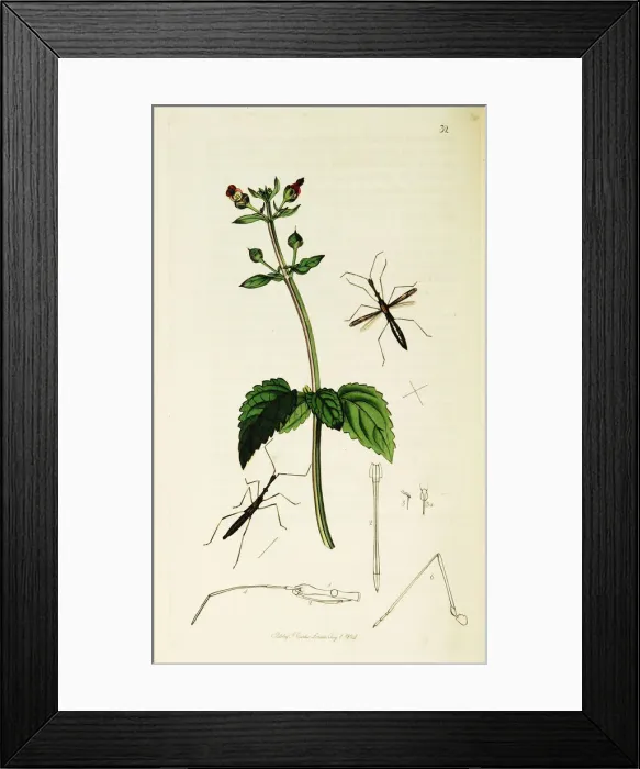 Framed Print : Curtis British Entomology Plate 32 Framed Print : Curtis British Entomology Plate 32