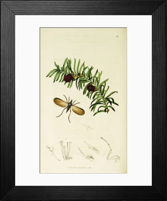 Framed Print : Curtis British Entomology Plate 18 Framed Print : Curtis British Entomology Plate 18