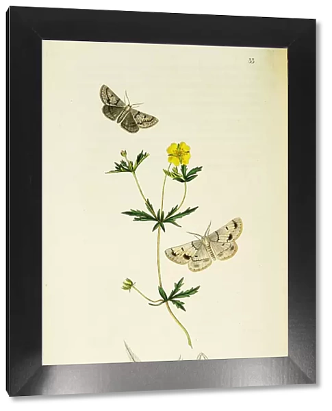 Curtis British Entomology Plate 33