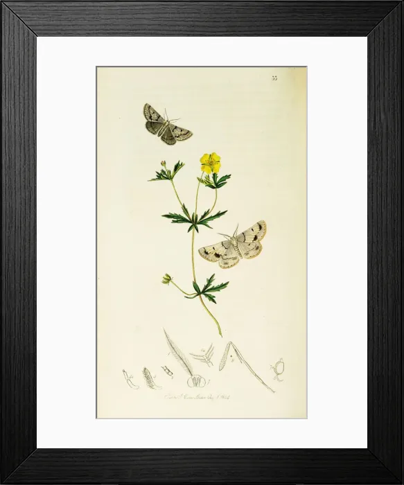 Framed Print : Curtis British Entomology Plate 33 Framed Print : Curtis British Entomology Plate 33
