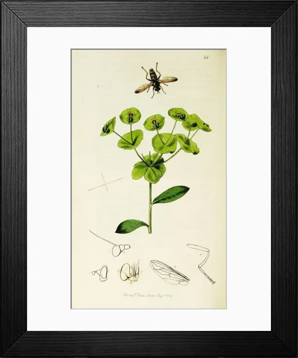 Framed Print : Curtis British Entomology Plate 34 Framed Print : Curtis British Entomology Plate 34