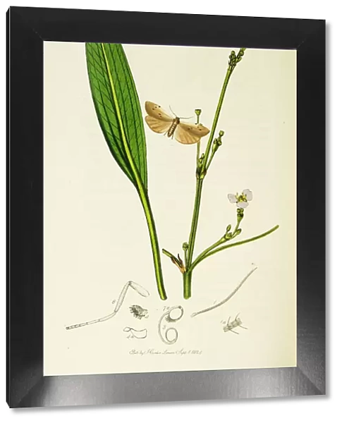 Curtis British Entomology Plate 36
