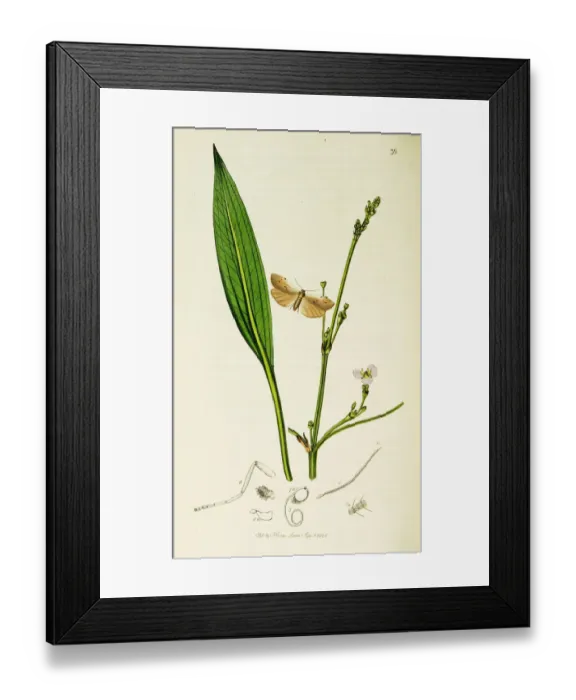 Framed Print : Curtis British Entomology Plate 36 Framed Print : Curtis British Entomology Plate 36