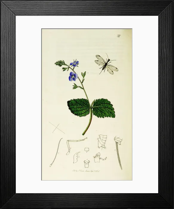Framed Print : Curtis British Entomology Plate 37 Framed Print : Curtis British Entomology Plate 37