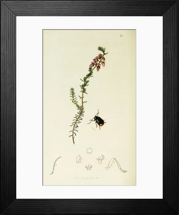 Framed Print : Curtis British Entomology Plate 35 Framed Print : Curtis British Entomology Plate 35