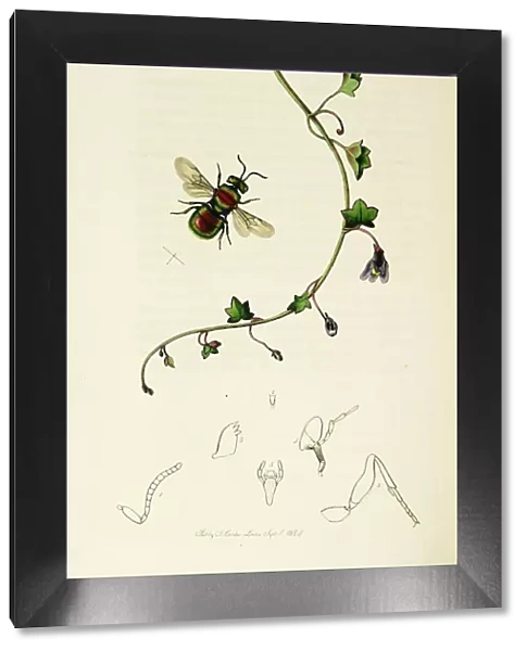 Curtis British Entomology Plate 38
