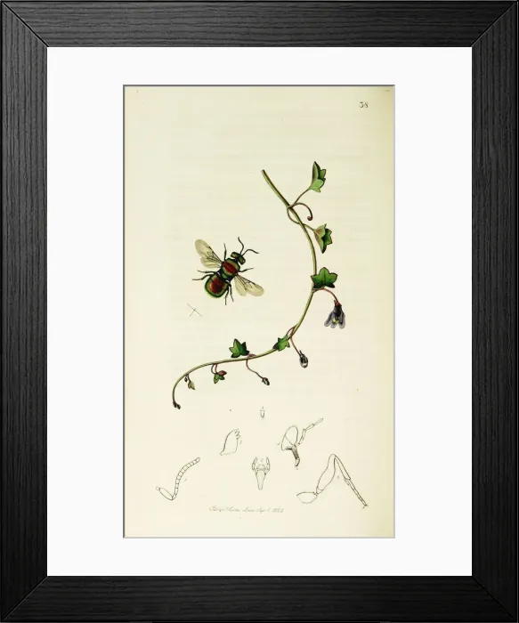 Framed Print : Curtis British Entomology Plate 38 Framed Print : Curtis British Entomology Plate 38