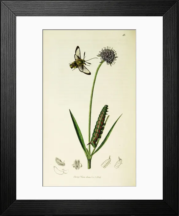 Framed Print : Curtis British Entomology Plate 40 Framed Print : Curtis British Entomology Plate 40