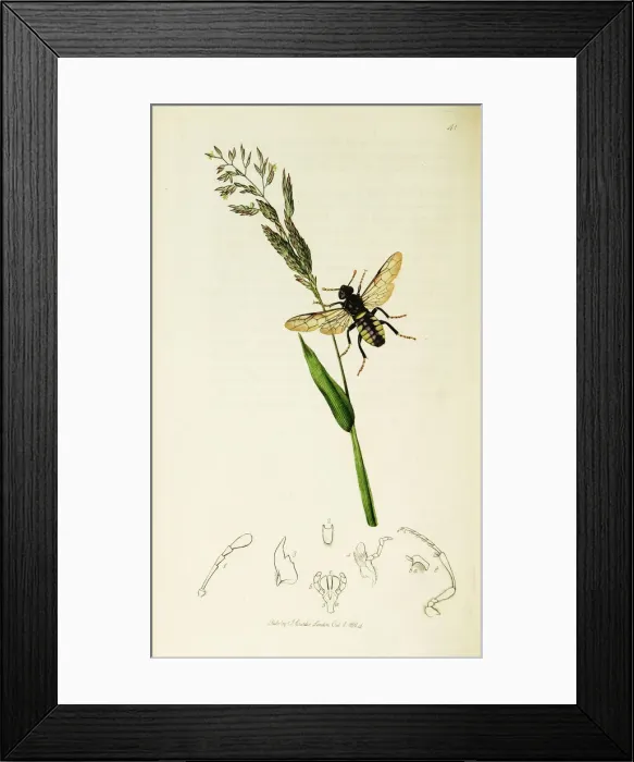 Framed Print : Curtis British Entomology Plate 41 Framed Print : Curtis British Entomology Plate 41