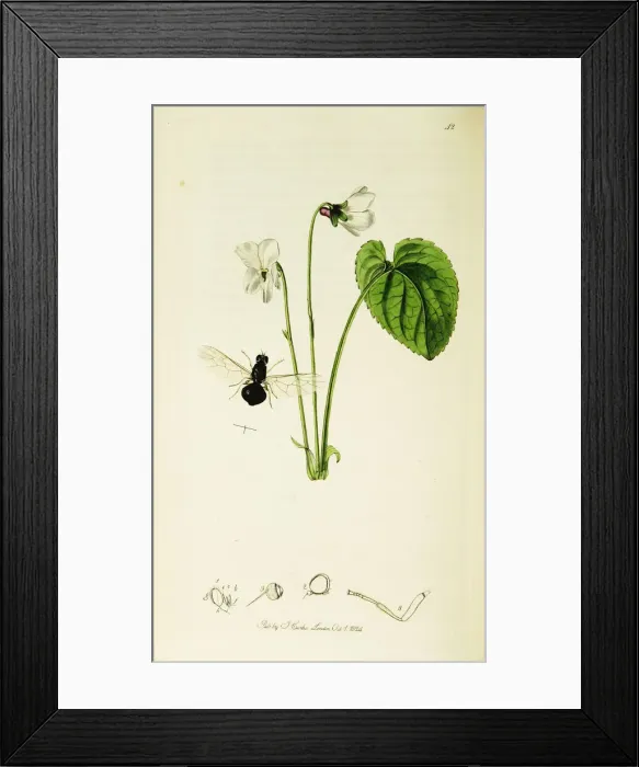 Framed Print : Curtis British Entomology Plate 42 Framed Print : Curtis British Entomology Plate 42