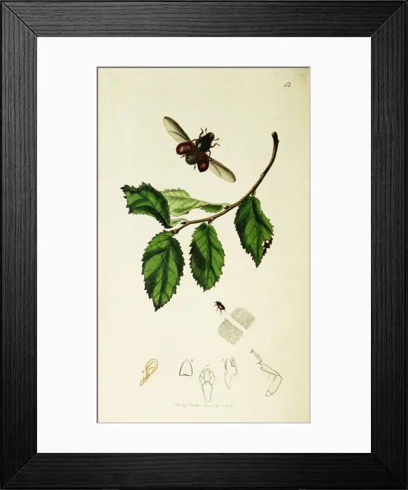 Framed Print : Curtis British Entomology Plate 43 Framed Print : Curtis British Entomology Plate 43