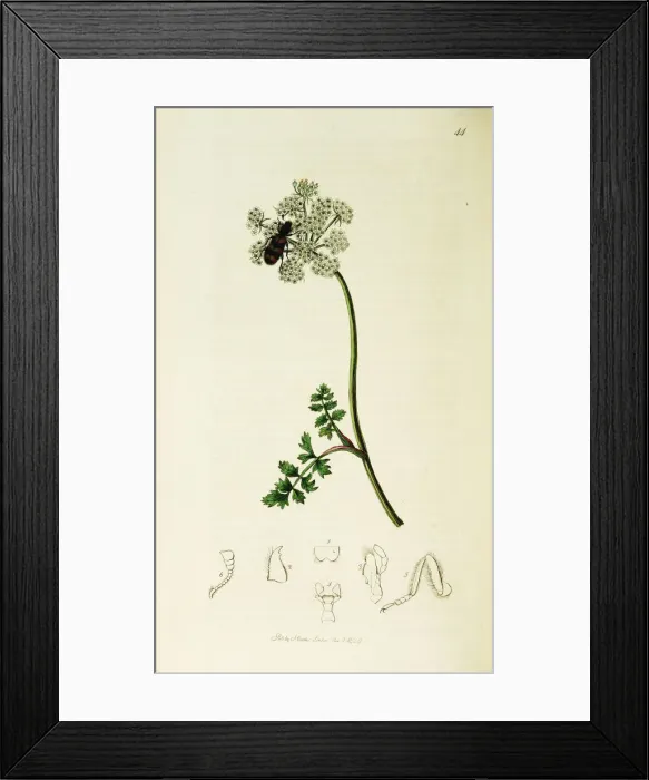 Framed Print : Curtis British Entomology Plate 44 Framed Print : Curtis British Entomology Plate 44