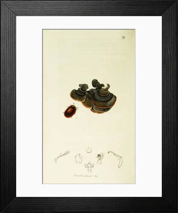 Framed Print : Curtis British Entomology Plate 39 Framed Print : Curtis British Entomology Plate 39