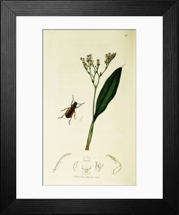Framed Print : Curtis British Entomology Plate 47 Framed Print : Curtis British Entomology Plate 47