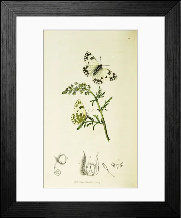 Framed Print : Curtis British Entomology Plate 48 Framed Print : Curtis British Entomology Plate 48