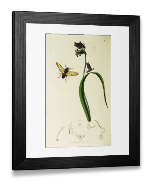 Framed Print : Curtis British Entomology Plate 49 Framed Print : Curtis British Entomology Plate 49