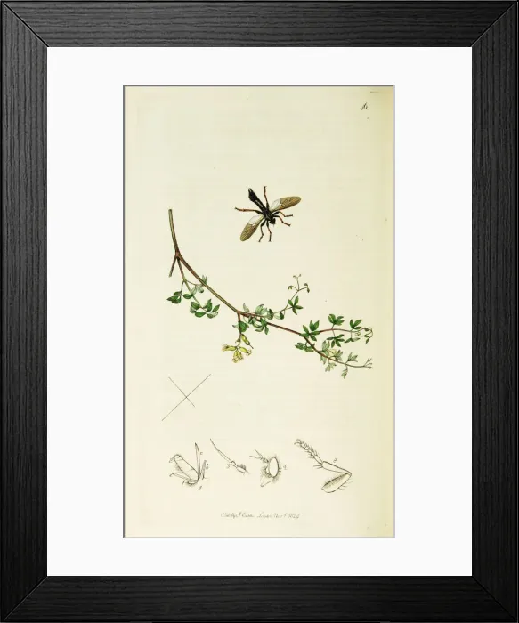 Framed Print : Curtis British Entomology Plate 46 Framed Print : Curtis British Entomology Plate 46