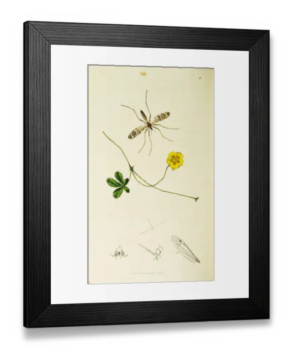 Framed Print : Curtis British Entomology Plate 50 Framed Print : Curtis British Entomology Plate 50