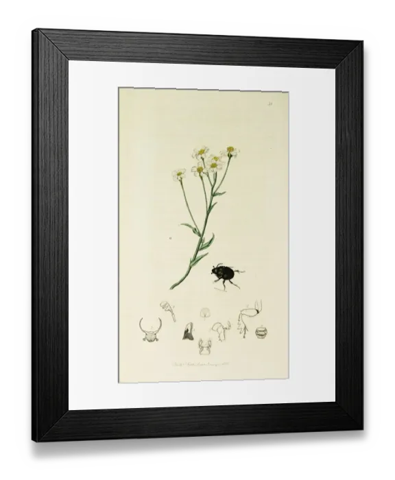 Framed Print : Curtis British Entomology Plate 52 Framed Print : Curtis British Entomology Plate 52