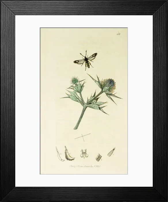 Framed Print : Curtis British Entomology Plate 53 Framed Print : Curtis British Entomology Plate 53
