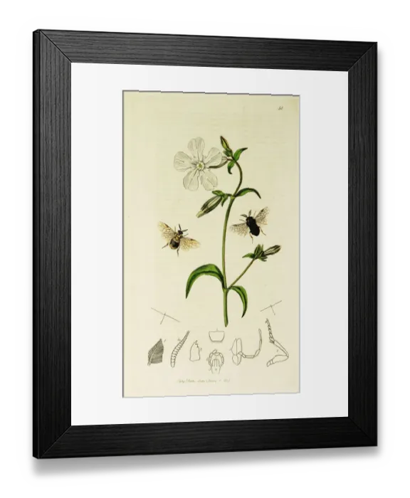 Framed Print : Curtis British Entomology Plate 54 Framed Print : Curtis British Entomology Plate 54