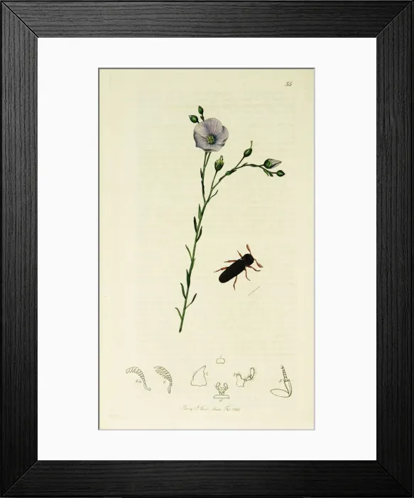 Framed Print : Curtis British Entomology Plate 55 Framed Print : Curtis British Entomology Plate 55