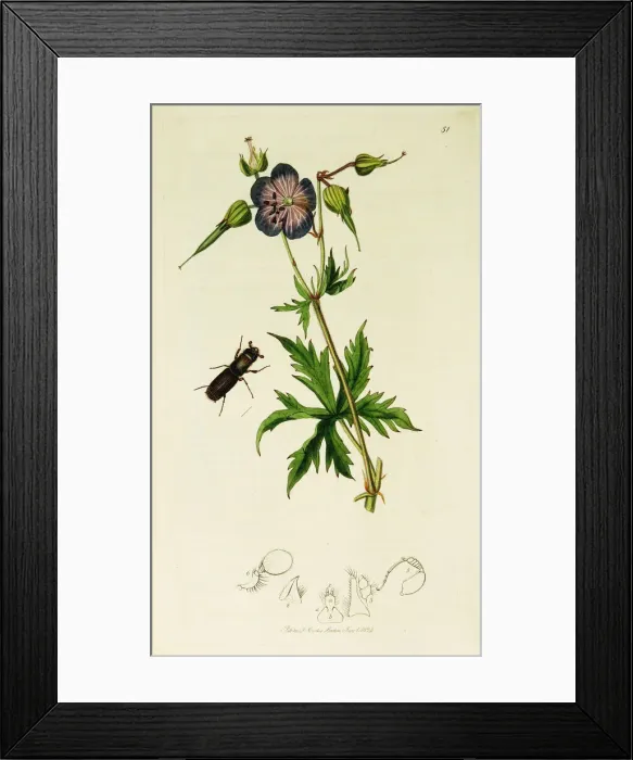 Framed Print : Curtis British Entomology Plate 51 Framed Print : Curtis British Entomology Plate 51