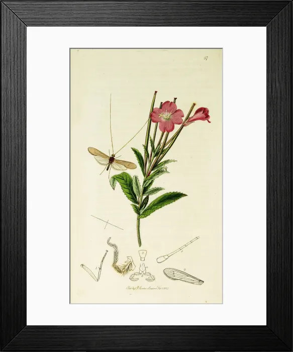 Framed Print : Curtis British Entomology Plate 57 Framed Print : Curtis British Entomology Plate 57
