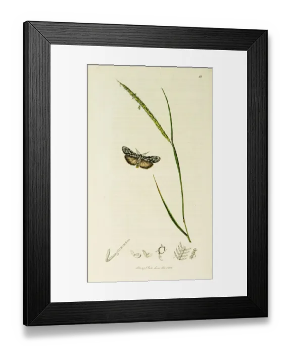 Framed Print : Curtis British Entomology Plate 56 Framed Print : Curtis British Entomology Plate 56