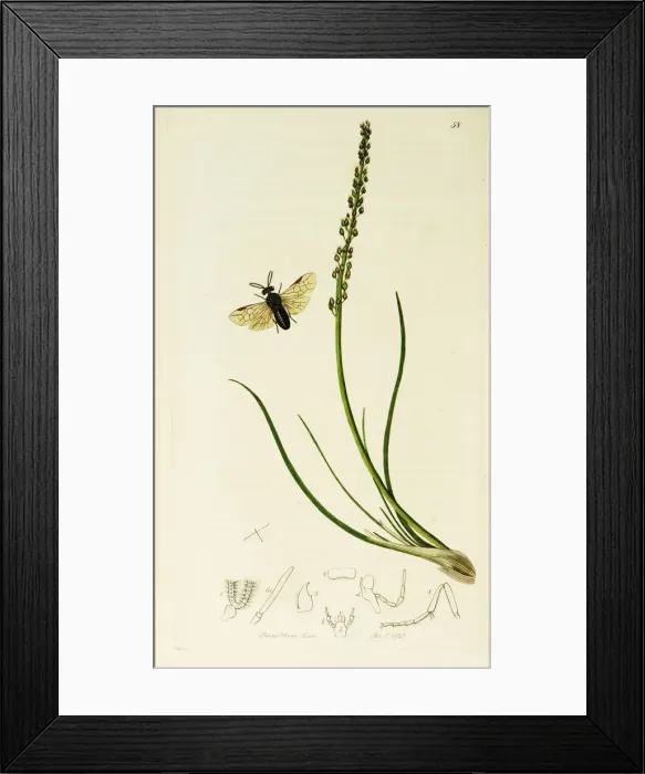 Framed Print : Curtis British Entomology Plate 58 Framed Print : Curtis British Entomology Plate 58