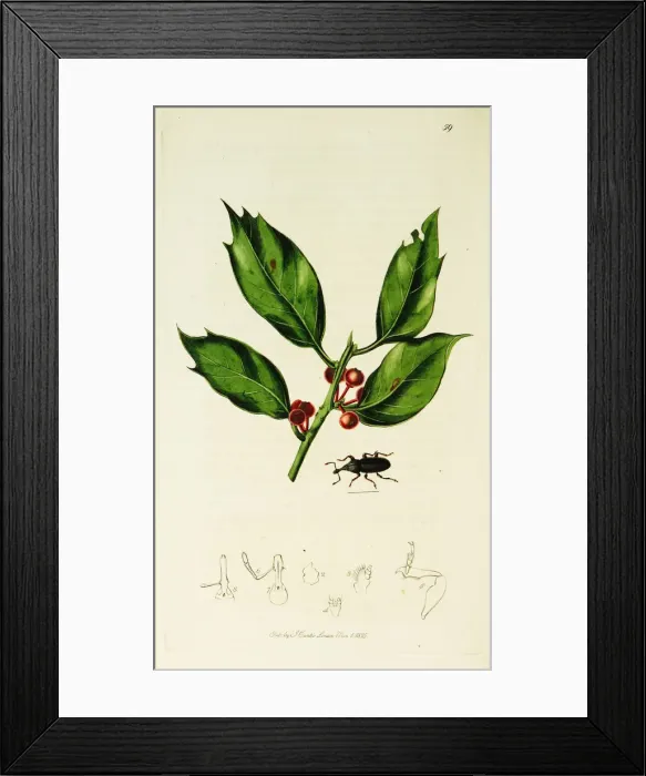 Framed Print : Curtis British Entomology Plate 59 Framed Print : Curtis British Entomology Plate 59