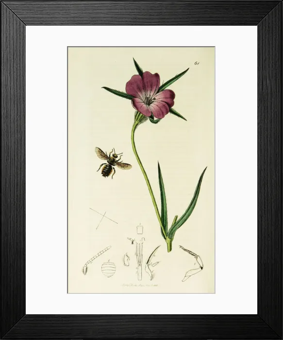 Framed Print : Curtis British Entomology Plate 61 Framed Print : Curtis British Entomology Plate 61