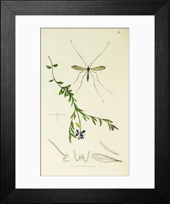 Framed Print : Curtis British Entomology Plate 62 Framed Print : Curtis British Entomology Plate 62