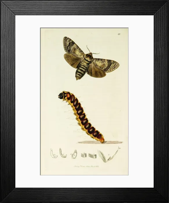 Framed Print : Curtis British Entomology Plate 60 Framed Print : Curtis British Entomology Plate 60