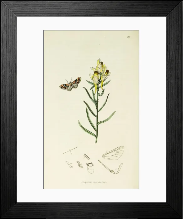 Framed Print : Curtis British Entomology Plate 64 Framed Print : Curtis British Entomology Plate 64