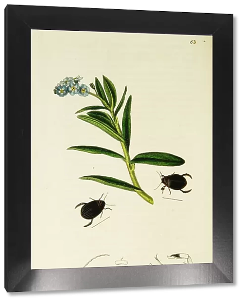 Curtis British Entomology Plate 63