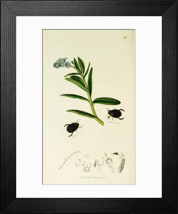 Framed Print : Curtis British Entomology Plate 63 Framed Print : Curtis British Entomology Plate 63