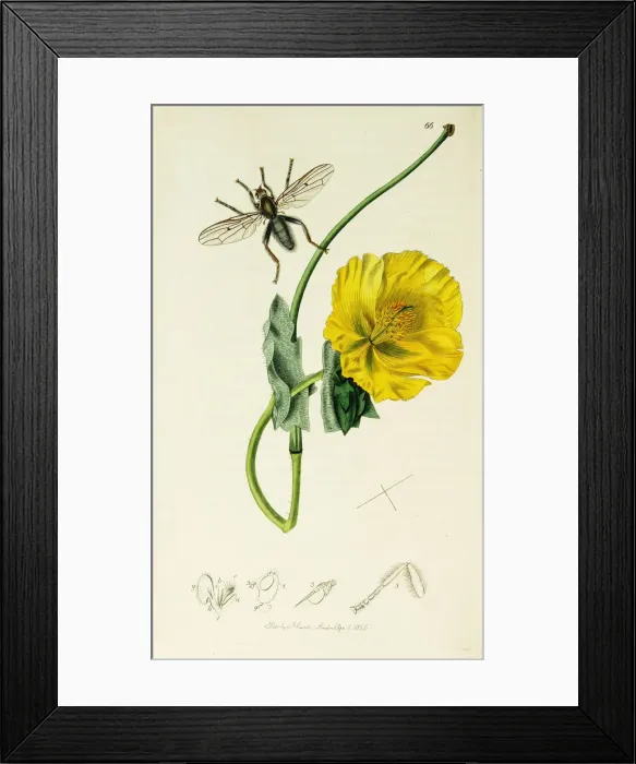 Framed Print : Curtis British Entomology Plate 66 Framed Print : Curtis British Entomology Plate 66