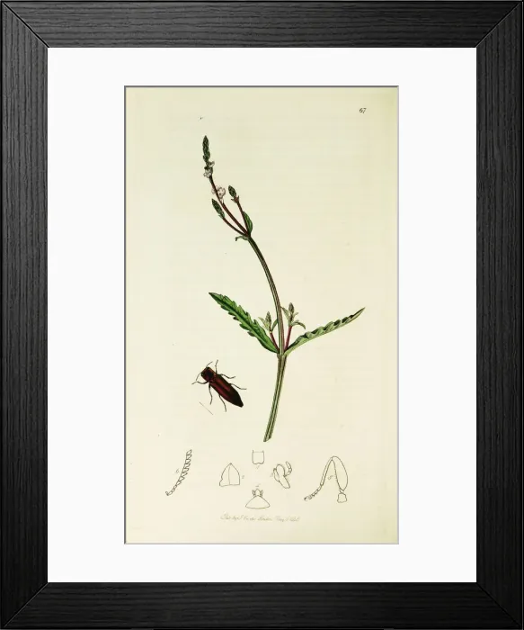 Framed Print : Curtis British Entomology Plate 67 Framed Print : Curtis British Entomology Plate 67