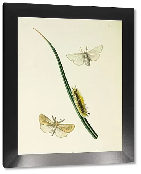 Curtis British Entomology Plate 68