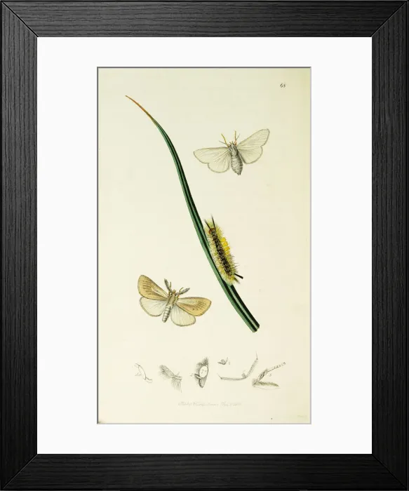Framed Print : Curtis British Entomology Plate 68 Framed Print : Curtis British Entomology Plate 68