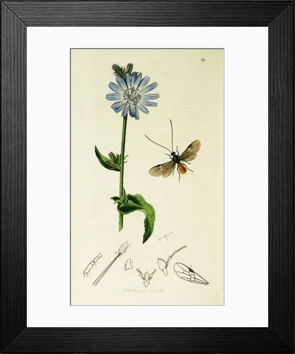 Framed Print : Curtis British Entomology Plate 69 Framed Print : Curtis British Entomology Plate 69