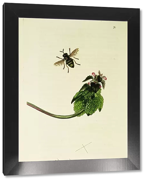 Curtis British Entomology Plate 70