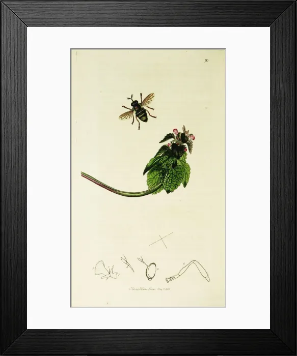 Framed Print : Curtis British Entomology Plate 70 Framed Print : Curtis British Entomology Plate 70
