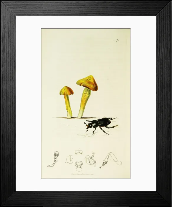Framed Print : Curtis British Entomology Plate 71 Framed Print : Curtis British Entomology Plate 71