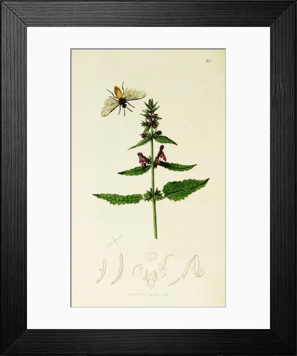 Framed Print : Curtis British Entomology Plate 65 Framed Print : Curtis British Entomology Plate 65