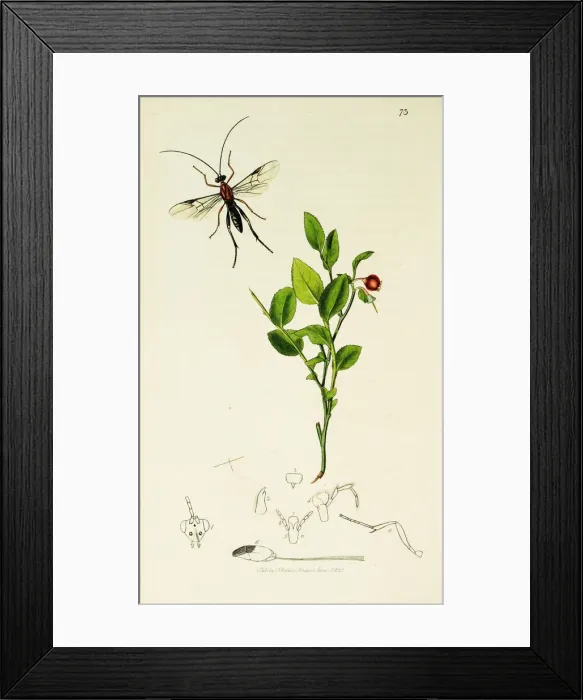 Framed Print : Curtis British Entomology Plate 73 Framed Print : Curtis British Entomology Plate 73