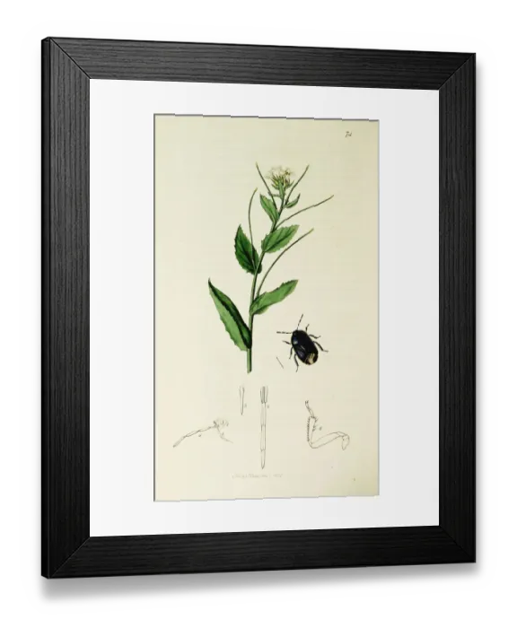 Framed Print : Curtis British Entomology Plate 74 Framed Print : Curtis British Entomology Plate 74